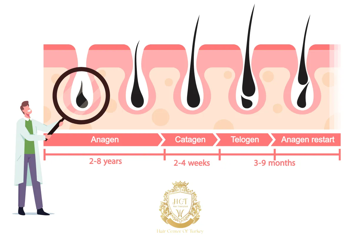 What Happens During the Telogen Phase of the Hair Growth Cycle 1