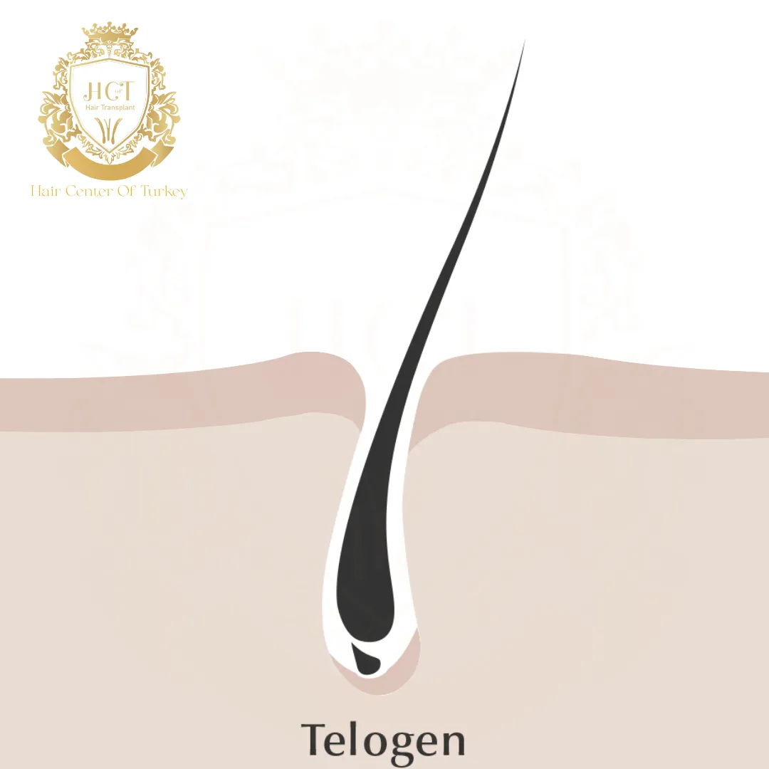 What Happens During the Telogen Phase of the Hair Growth Cycle F