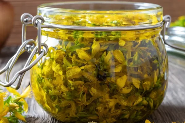 Centaury Oil (St. John’s Wort Oil): Benefits, Uses, And How To Make It