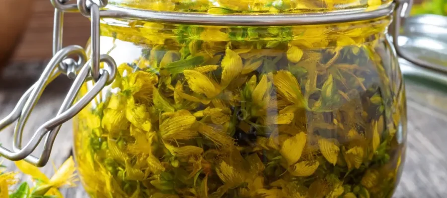 Centaury Oil (St. John’s Wort Oil): Benefits, Uses, And How To Make It