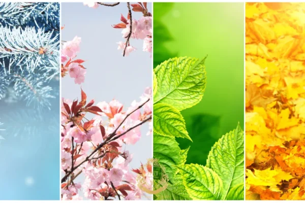 Best Season for a Hair Transplant: What Really Matters