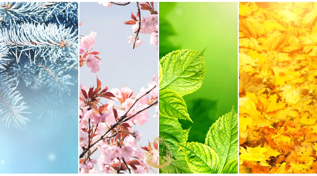 Saç Ektirmek İçin Hangi Mevsim Uygundur